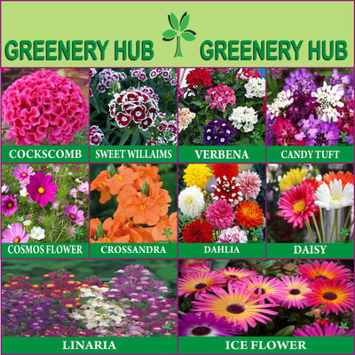 Greenery Hub Garden Mixed Flower Seeds Flower Combo 10 Varieties of Flower Seed(10 per packet)