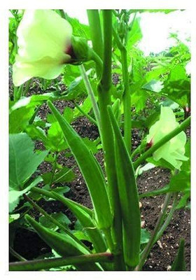 CYBEXIS HUA-99 - Okra Lady’s Finger F-1 Hybrid - (1350 Seeds) Seed(1350 per packet)