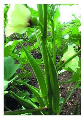 MKR Enterprises Red Okra Seed(450 per packet)