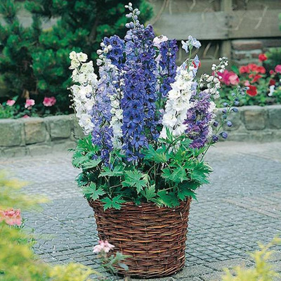MAA Delphinium Seed(178 per packet)