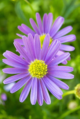 Splorias Swan River Daisy Flower Seed(15 per packet)