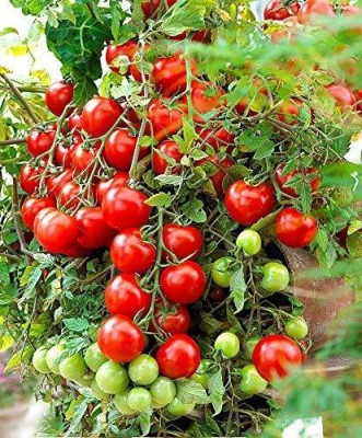 MKR Enterprises Tomato Seed(220 per packet)