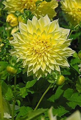 CYBEXIS Flower Seed Giant Dahlia Flowered Creamy Yellow Flower Seeds Seed(50 per packet)