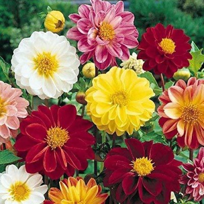 Aywal Dahlia Pompon Mix Flower Annual Beautiful Outdoor Non GMO Garden Planting Seed(80 per packet)