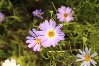 Splorias Swan River Daisy Flower Seed(15 per packet)