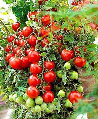 ENINE Tomato Seed(500 per packet)