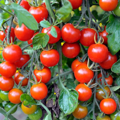 EVY Tomato Seed Seed(1 per packet)