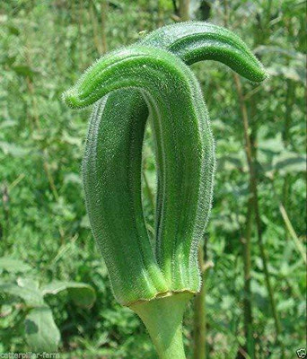 VibeX HUA-82 - Imported Okra F1 Hybrid - (150 Seeds) Seed(150 per packet)