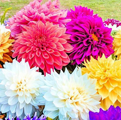 CYBEXIS Dinnerplate Dahlia Double Beautiful Flower Seeds Seed(1 g)