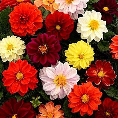CYBEXIS Premium Hybrid Dahlia Figaro Mixed Seeds Seed(1 g)