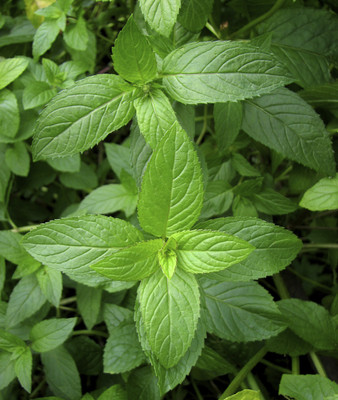 FOURGANIC Peppermint Seed, Aromatic Herb Seed(1000 per packet)