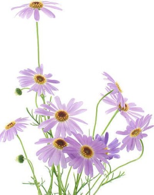 Splorias Swan River Daisy Flower Seed(30 per packet)