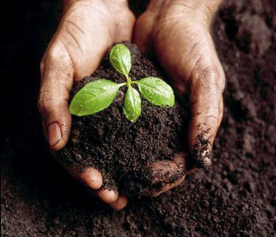 KALAGIA Homemade Organic Fertilizer Organic & Natural Plant Nutrient Cow Manure, Vermicompost Fertilizer (5 kg Potting Mixture(5 kg, Powder)