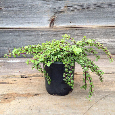 GreenyOn Jade Plant(Hybrid, Pack of 1)