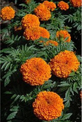 sporos Orange Marigold Flower Seed(35 per packet)