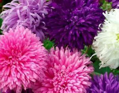 Aywal Aster Mixed Hybrid Imported Flower Seed(60 per packet)