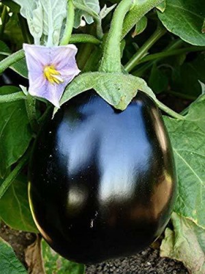 Aywal Brinjal Black Round Hybrid Vegetable Seed(125 per packet)