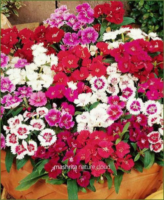Aro Dianthus Seed(115 per packet)