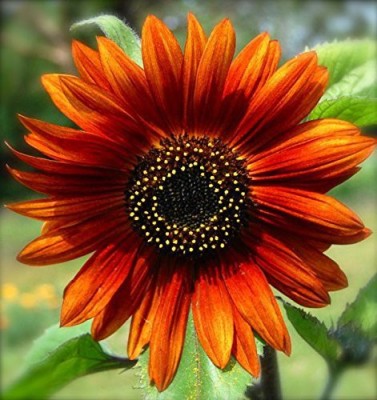 KANAYA Hybrid Sunflower Flower Seed(105 per packet)