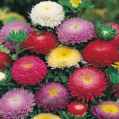 Lorvox Aster Seed(70 per packet)