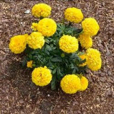 sporos Yellow Marigold Flower Seed(45 per packet)