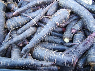 EVY CARROT Seed Seed(100 per packet)