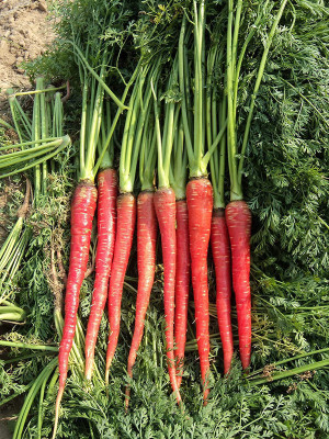 EVY CARROT Seed Seed(100 per packet)