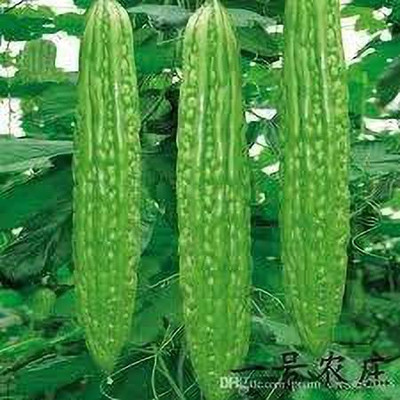 KANAYA Karela Seed(24 per packet)
