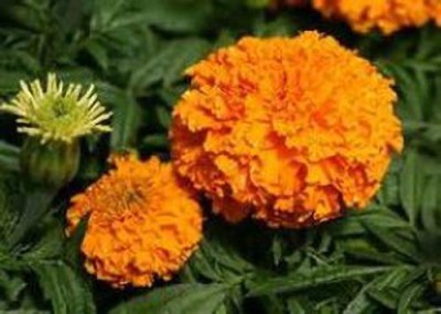 sporos Orange Marigold Flower Seed(35 per packet)