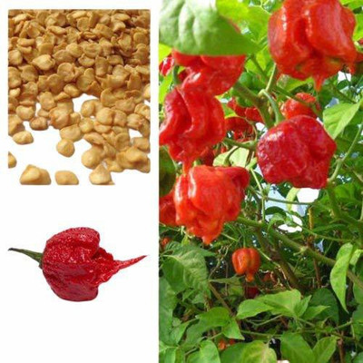 EVY MIRCH Seed Seed(100 per packet)