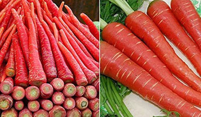 KANAYA Carrot / Gajar Seed(350 per packet)