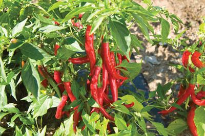 EVY MIRCH Seed Seed(100 per packet)