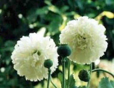 sporos White Marigold Flower Seed(20 per packet)