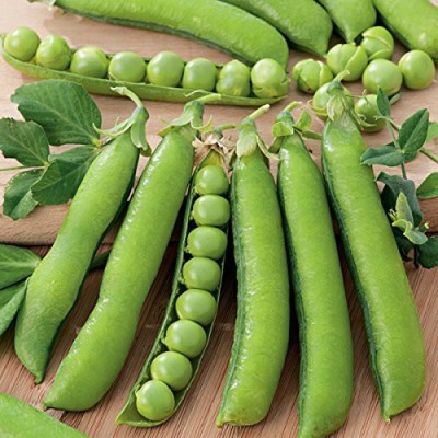 KANAYA Vegetable Seeds Garden Pea Matar Organic Seed(700 per packet)