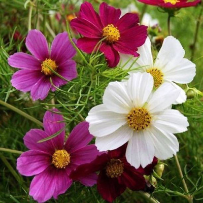 Aro Cormos senation Seed(18 per packet)