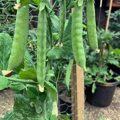 KANAYA Peas(Matar) Seed(80 per packet)