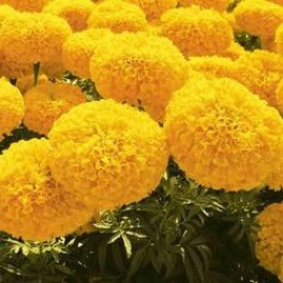 sporos Yellow Marigold Flower Seed(50 per packet)