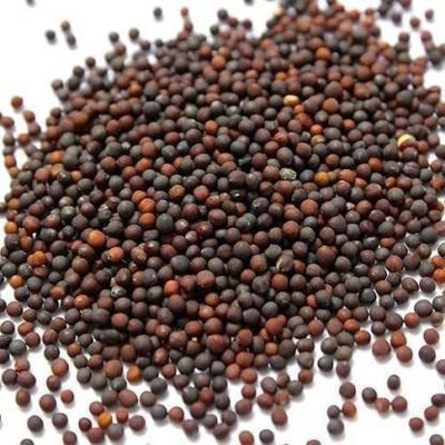 EVY CARROT Seed Seed(100 per packet)