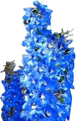 MAA Delphinium Seed(10 per packet)