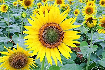 KANAYA Sunflower Flower Seed(50 per packet)