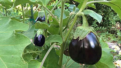 MKR Enterprises Bengan Seed(50 per packet)