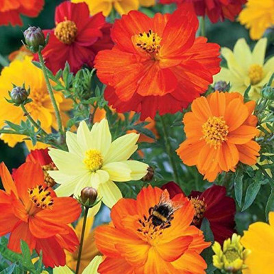 Aro Cormos Seed(115 per packet)