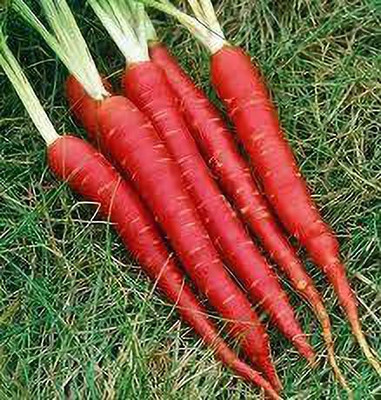 EVY CARROT Seed Seed(100 per packet)