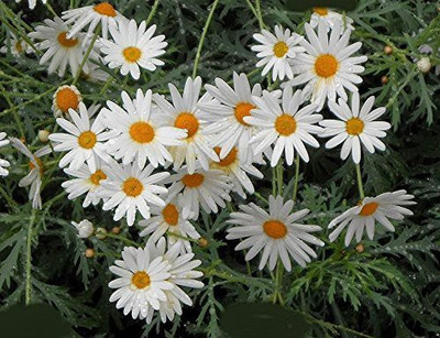CYBEXIS XLR-74 - White Daisy Sunflower Family - (180 Seeds) Seed(180 per packet)
