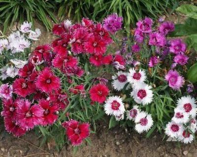 Aro Dianthus Seed(143 per packet)