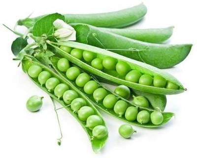 KANAYA Peas(Matar) Seed(90 per packet)