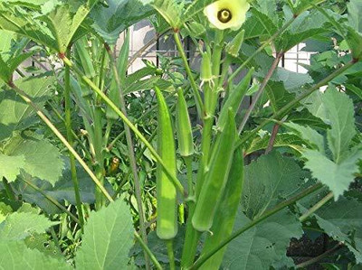 VibeX LX-64 - Okra - ARKA ANAMIKA - (1350 Seeds) Seed(1350 per packet)