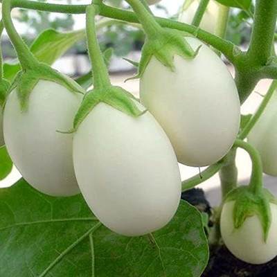 CYBEXIS NDIR-85 - WHITE ROUND BRINJAL CHU CHU - (150 Seeds) Seed(150 per packet)
