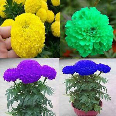 gorgeous moment marigold Seed(29 per packet)