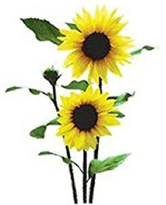 Aywal Sunflower Mix Color Flower Seed(50 per packet)